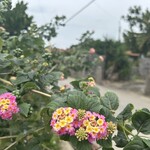 沖縄そば まるかみ - 