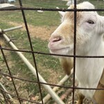 沖縄そば まるかみ - 