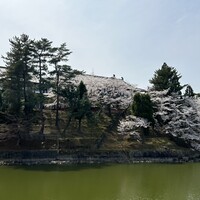 メインダイニングルーム 三笠 - 