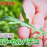 千里山荘 - ルッコラ・セルバチコ