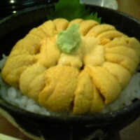 函館うに むらかみ 日本生命札幌ビル店 - スペシャル生うに丼