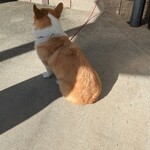 とぽとぽ焼き芋 IMOYA - 