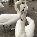 Côte Windsor - 水鳥たちにご飯をねだられます（1ポンドで餌を販売しています）