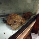 お食事処 ひろ吉 - 可愛らしくて、気になってたゾウリエビ。最後に思い切って追加注文。ちょっと可哀想とも感じました…