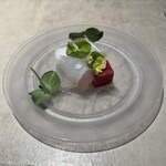 Simples - アオリイカ ハタ