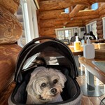 海鮮ほうとう専門店 ほうとう研究所 河口湖本店 - 