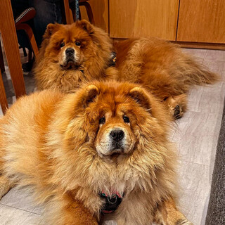 全席ペット同伴OKです