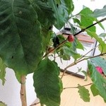 sunday zoo - 自家栽培のコーヒー