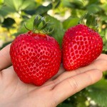 姫路ハートフル観光農園 - 