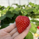 姫路ハートフル観光農園 - 