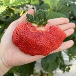 姫路ハートフル観光農園 - 