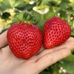 姫路ハートフル観光農園 - 