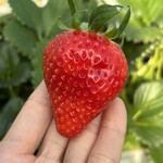 姫路ハートフル観光農園 - 