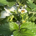 姫路ハートフル観光農園 - 