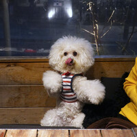 ピッツェリア&トラットリア ゴンゾ 目黒店 - ベアトリーチェも参加！