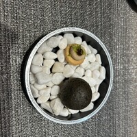 しまなみふれんち Murakami - 