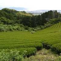 ザ・テラス - オテルの庭の端は茶畑