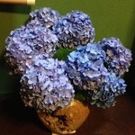 個室には立派な紫陽花が飾られていました。