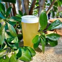 クラフトビール/Craft Beer