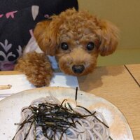 日本料理 銀座 萬菊 - 