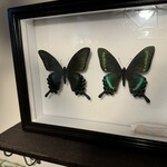 レピドプテラ - 