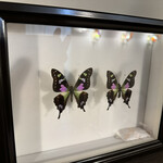 レピドプテラ - 