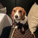 280207780 - 食べれないのでどいて貰いました。「解せぬ」の顔