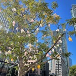 ナンディニ - 全然関係ないけど、近くの道路の街路樹に子供の作品がたくさんぶら下がってて、なんか良き