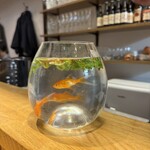 BACCHUS - 初詣で調神社⛩️で金魚すくいした金魚