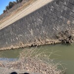 そば処 砂武縞 - 美しく青き一級河川花室川は流れずして元の淀んだ水をたたえ天久保二丁目植物園の外堀のように静かに豊かな生態系を育んでいるwww。今年はカモの集団が居ない。誰かに食べられちゃっのかな？