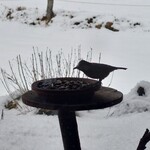 くつきそば 永昌庵 - 