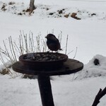 くつきそば 永昌庵 - 