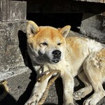 串焼き BUBU-TON - 