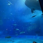 オーシャンブルー - 