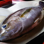 Aregurokomburio - 宿毛の一本釣り鮮魚