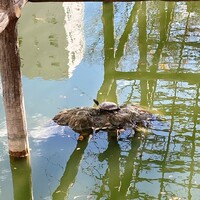 江戸懐石 若福 - 