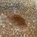 sushi処まんま天王寺 & HANARE - 伝助穴子