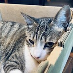 漱石珈琲店 愛松亭 - 