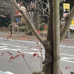 レイドバックバーガー - 店の前の2024年版山法師はまだ頑張っていた