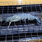 舞阪マルマ 幸福丸 - 