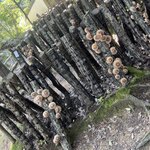 しい茸ランド　かさや - 