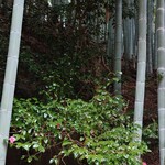 惣湯テラス - 竹林と野生の藪椿。