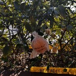 ピッツェリアベアトリーチェ - 