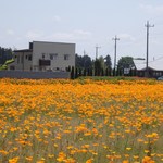 百承蕎麦 大和 - （2014年5月撮影）この季節、お店の周り一面が花畑