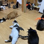 ねこ屋 - 