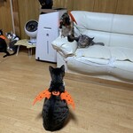 ねこ屋 - 