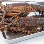 館山美食倶楽部 - 2025.1 伊勢海老（今朝〆の地物200～300gサイズ）