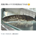 焼きもの家 慶 - 昨年末、体の大きな子のいじめを受けて血まみれになった傷が悪化して焼き魚的に小骨剥き出しになり腐って脱落、全尻尾を喪失したナマズだったが、今はキズも完全に癒えてモコモコ幹細胞化。何が生えるのかな^_^