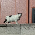 オリタ焼まんじゅう店 - 隣接する駐車場は駐車厳禁