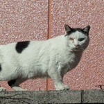 オリタ焼まんじゅう店 - 隣接する駐車場は駐車厳禁